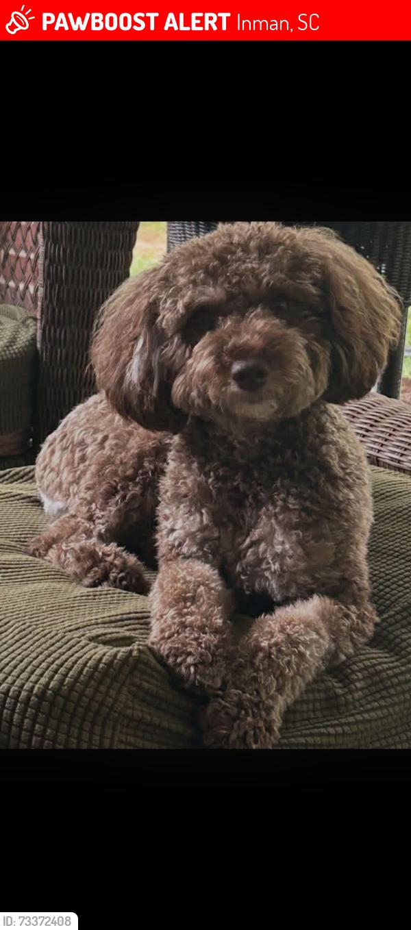 Lost Female Dog last seen Downtown Inman, Inman, SC 29349