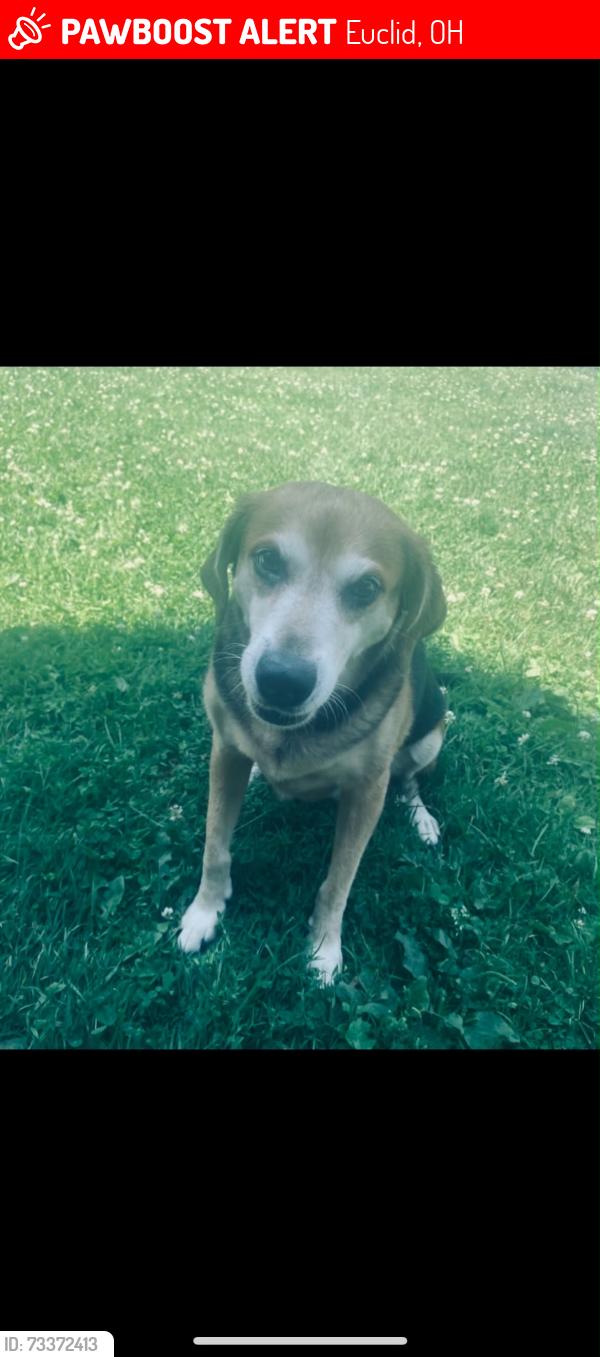 Lost Female Dog last seen Fox and Babbitt Rd, Euclid, OH 44123