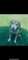 Lost Female Dog last seen Fox and Babbitt Rd, Euclid, OH 44123