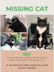 Lost Female Cat last seen Logan Square farmer’s market, Chicago, IL 60647