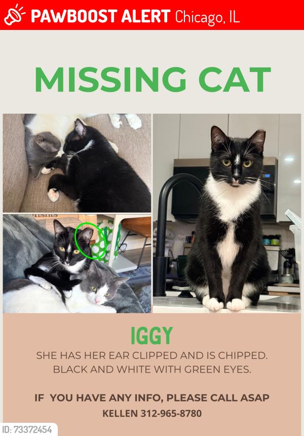 Lost Female Cat last seen Logan Square farmer’s market, Chicago, IL 60647