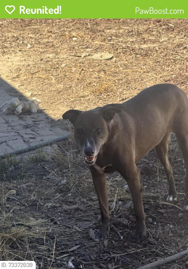 Reunited Female Dog last seen Near magnolia Ave., San Jose, CA 95126