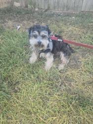 Found/Stray Male Dog last seen E arkansa ln, Arlington, TX 76014
