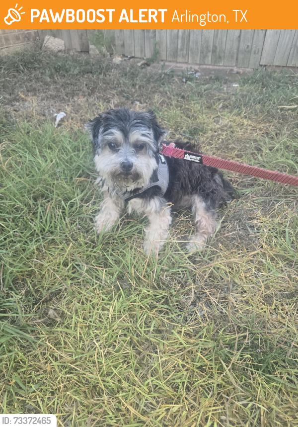 Found/Stray Male Dog last seen E arkansa ln, Arlington, TX 76014