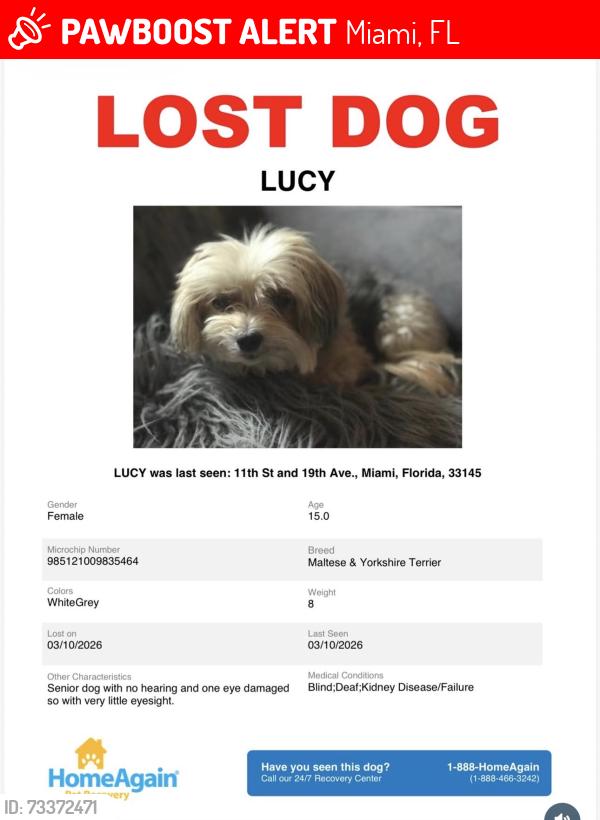 Lost Female Dog last seen Miami, Miami, FL 33125
