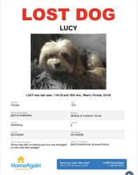 Lost Female Dog last seen Miami, Miami, FL 33125