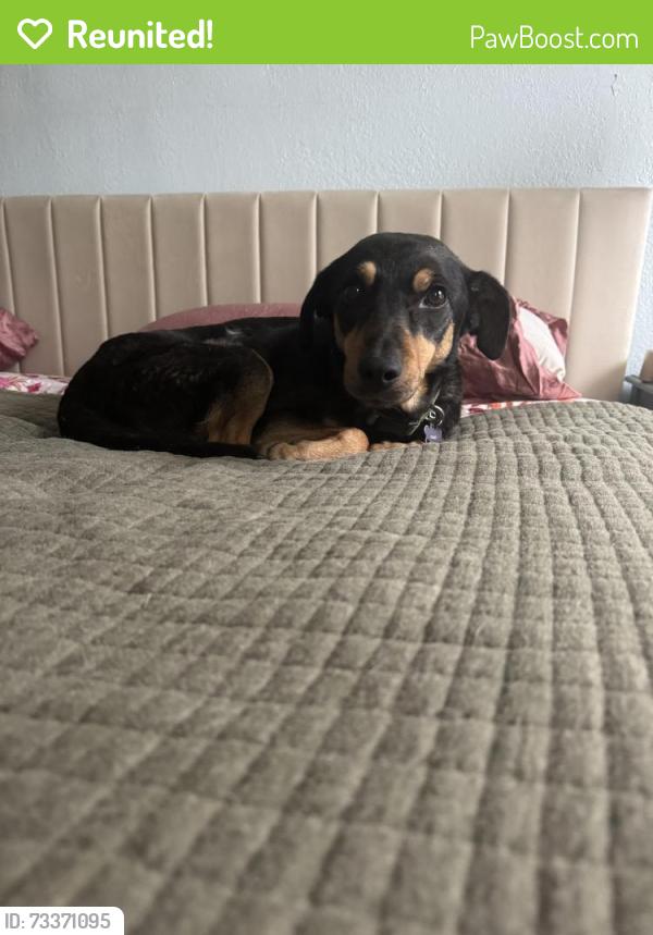 Reunited Male Dog last seen Mackey Drive and Manor, North Richland Hills, TX 76180