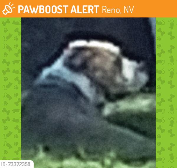 Found/Stray Female Dog last seen South 21st Street in Reno at Our place women's shelter, Reno, NV 89501