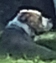 Found/Stray Female Dog last seen South 21st Street in Reno at Our place women's shelter, Reno, NV 89501