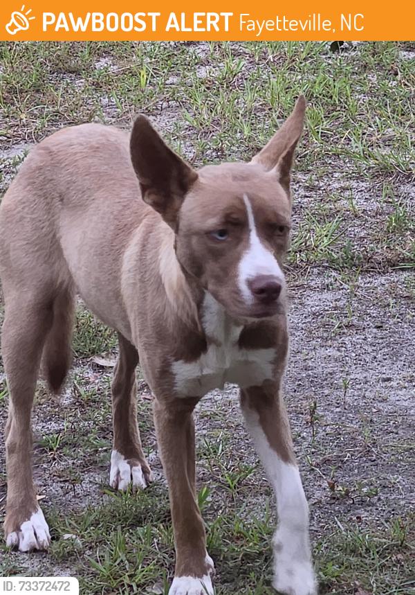 Found/Stray Female Dog last seen Sim Cotton Drive, Fayetteville, NC 28306
