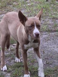 Found/Stray Female Dog last seen Sim Cotton Drive, Fayetteville, NC 28306