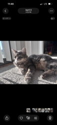Lost Male Cat last seen Carribean rd, DuBois, PA 15801