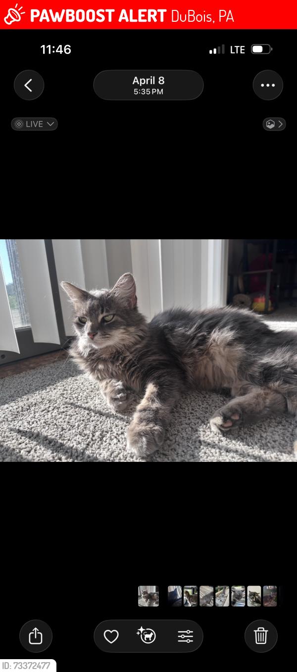 Lost Male Cat last seen Carribean rd, DuBois, PA 15801