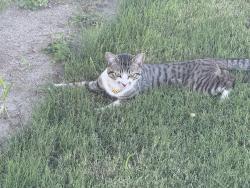 Lost Male Cat last seen On Harter and messeli, Visalia, CA 93277