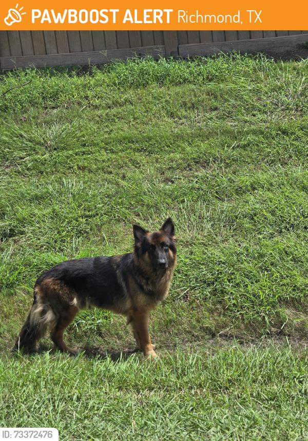 Found/Stray Male Dog last seen Harlem Rd and Bellaire, Richmond, TX 77406