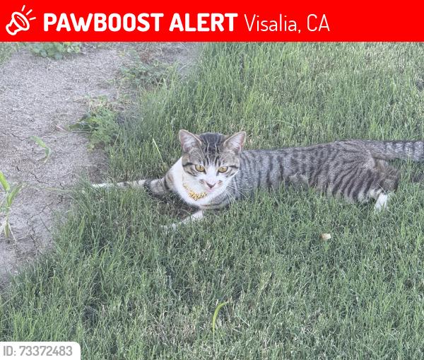 Lost Male Cat last seen On Harter and messeli, Visalia, CA 93277