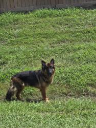 Found/Stray Male Dog last seen Harlem Rd and Bellaire, Richmond, TX 77406