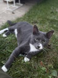 Found/Stray Male Cat last seen Silver Lake area, Rochester, MN 55906