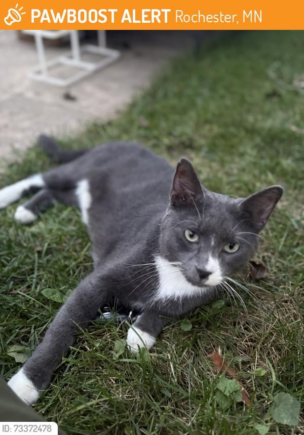 Found/Stray Male Cat last seen Silver Lake area, Rochester, MN 55906