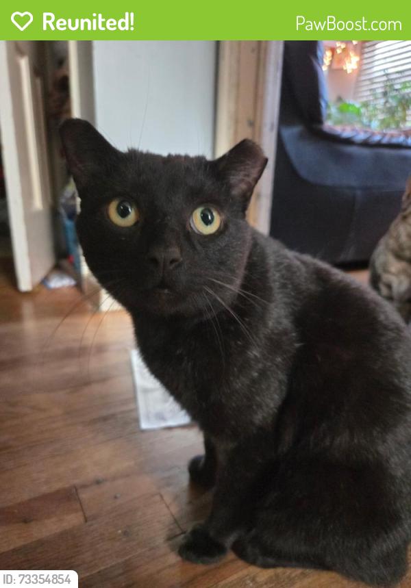 Reunited Male Cat last seen N Melborn st, Dearborn, MI 48128