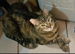 Reunited Female Cat last seen Estates Street California Way Stanford Way Princeton Way, Livermore, CA 94550