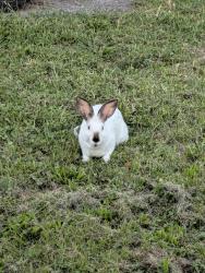 Found/Stray Unknown Rabbit last seen Union Blvd, Saab's farmers market, Allentown, PA 18109