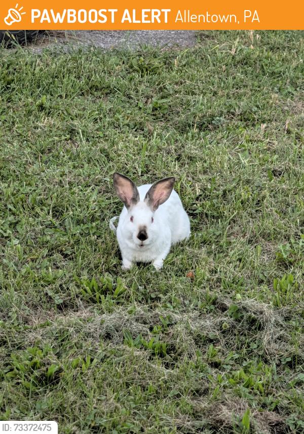 Found/Stray Unknown Rabbit last seen Union Blvd, Saab's farmers market, Allentown, PA 18109