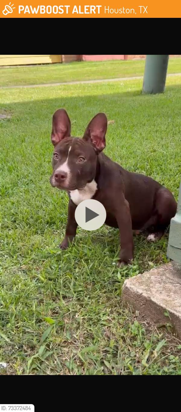 Found/Stray Unknown Dog last seen Cook Bellaire, Houston, TX 77072
