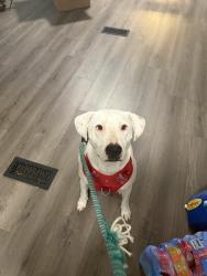 Found/Stray Female Dog last seen Near community center, Augusta, GA 30805