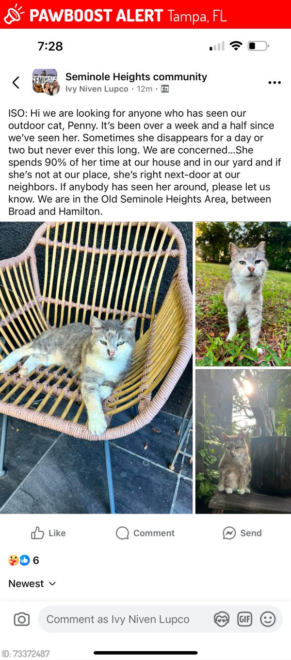 Lost Female Cat last seen Broad and N Ola, Tampa, FL 33604