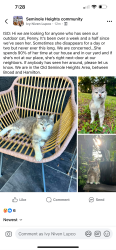 Lost Female Cat last seen Broad and N Ola, Tampa, FL 33604
