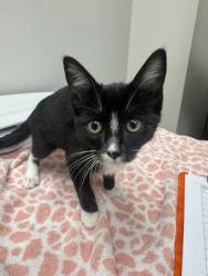 Shelter Stray Female Cat last seen FLORIN RD at POWER INN RD, Sacramento County, CA, 6201 Florin Perkins Rd, Sacramento, CA 95828, USA