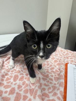 Shelter Stray Female Cat last seen FLORIN RD at POWER INN RD, Sacramento County, CA, 6201 Florin Perkins Rd, Sacramento, CA 95828, USA