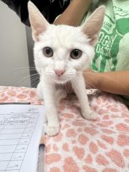 Shelter Stray Female Cat last seen FLORIN RD at POWER INN RD, Sacramento County, CA, 6201 Florin Perkins Rd, Sacramento, CA 95828, USA
