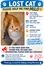 Lost Male Cat last seen Lemon drive, Reno, NV 89506