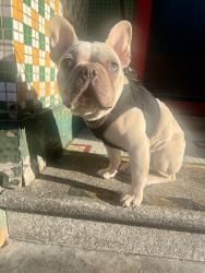Reunited Female Dog last seen Hyde & Post, San Francisco, CA 94109