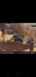 Lost Female Cat last seen Cider mill crossing, Fenton, MI 48430