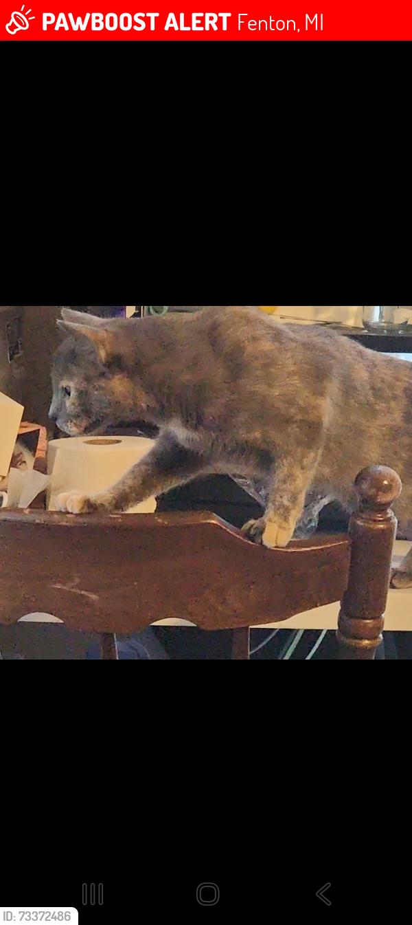Lost Female Cat last seen Cider mill crossing, Fenton, MI 48430