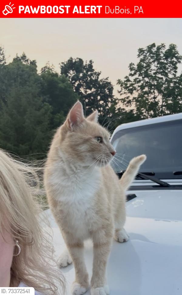 Lost Male Cat last seen Carribean rd, DuBois, PA 15801