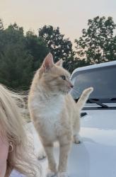 Lost Male Cat last seen Carribean rd, DuBois, PA 15801
