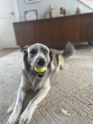 Lost Female Dog last seen Dove & benview, Benbrook, TX 76126