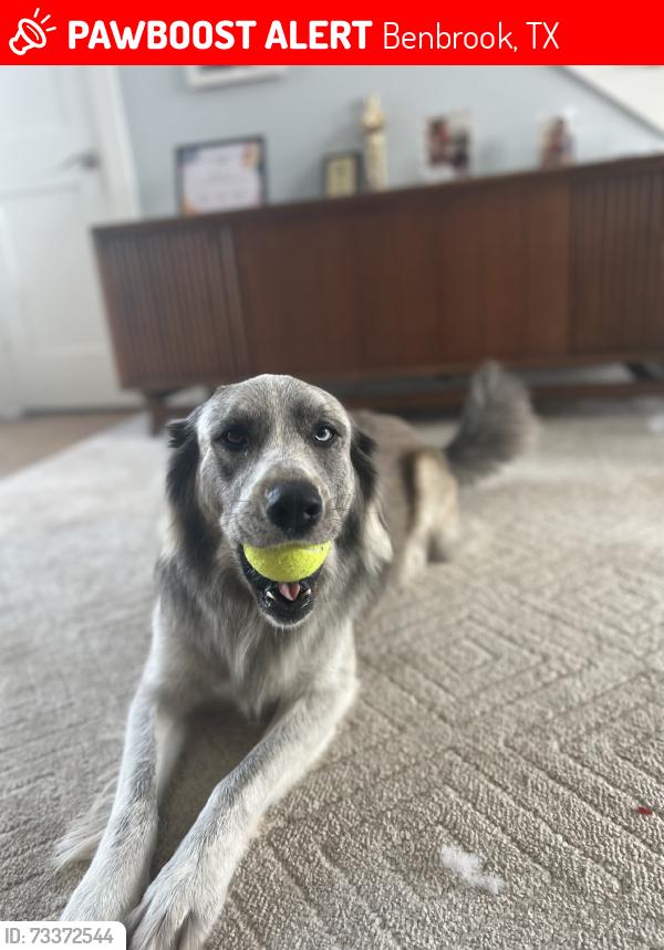 Lost Female Dog last seen Dove & benview, Benbrook, TX 76126