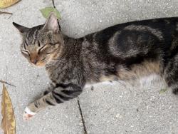 Found/Stray Male Cat last seen Tuttle Ave and 74th ave, 34243, Sarasota, FL 34243