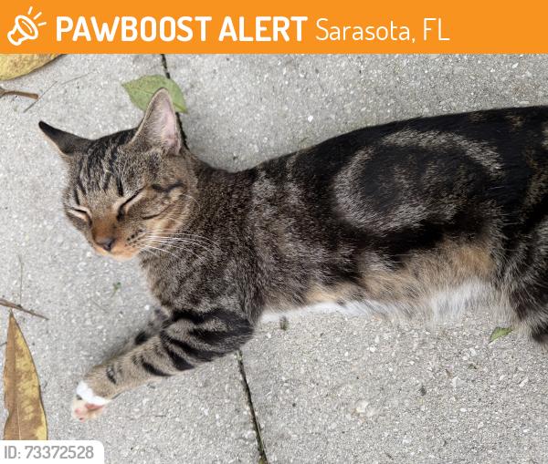 Found/Stray Male Cat last seen Tuttle Ave and 74th ave, 34243, Sarasota, FL 34243