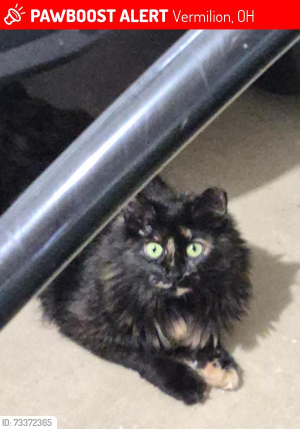 Lost Female Cat last seen Vermilion Shores, Schooner Court, Vermilion, OH 44089