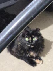 Lost Female Cat last seen Vermilion Shores, Schooner Court, Vermilion, OH 44089