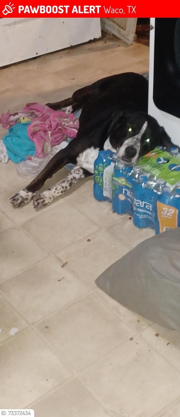 Lost Male Dog last seen Mcferrin St, Waco, TX 76707