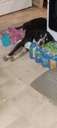 Lost Male Dog last seen Mcferrin St, Waco, TX 76707