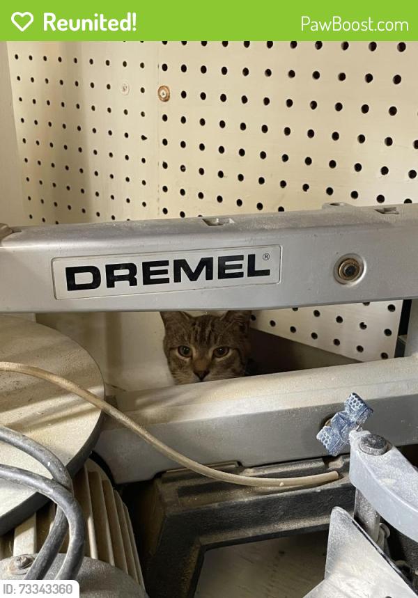 Reunited Unknown Cat last seen Camille & highlands blvd north, Palm Harbor, FL 34684