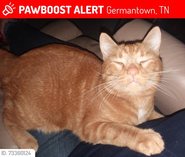 Lost Male Cat last seen Crestwind, Germantown, TN 38138